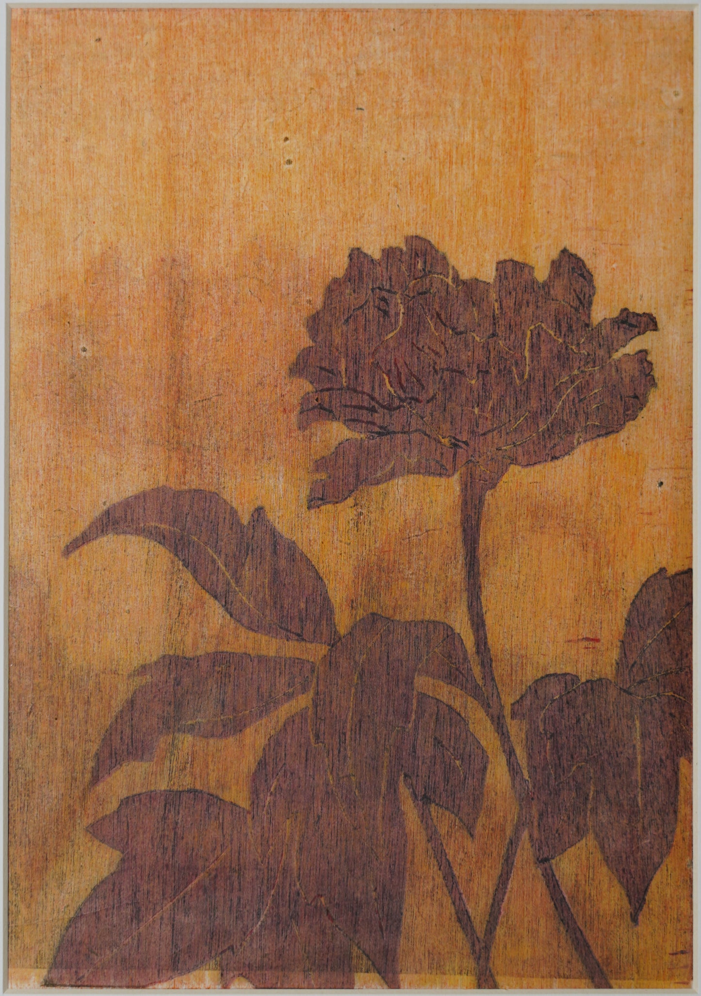 Pivoine 2019