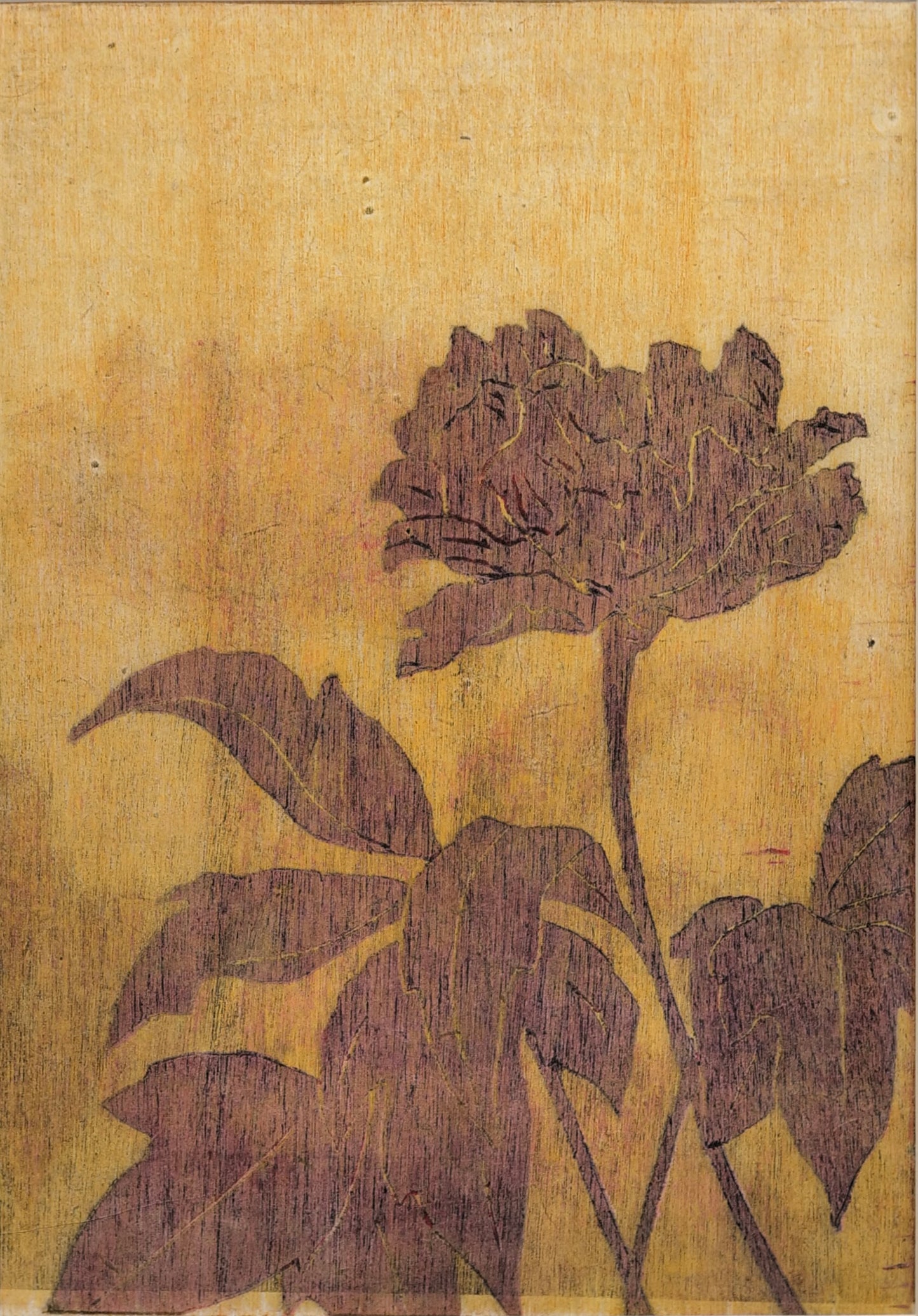 Pivoine 2019